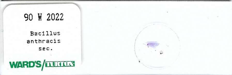 Bacillus anthracis sec. Microscope Slide Ward's