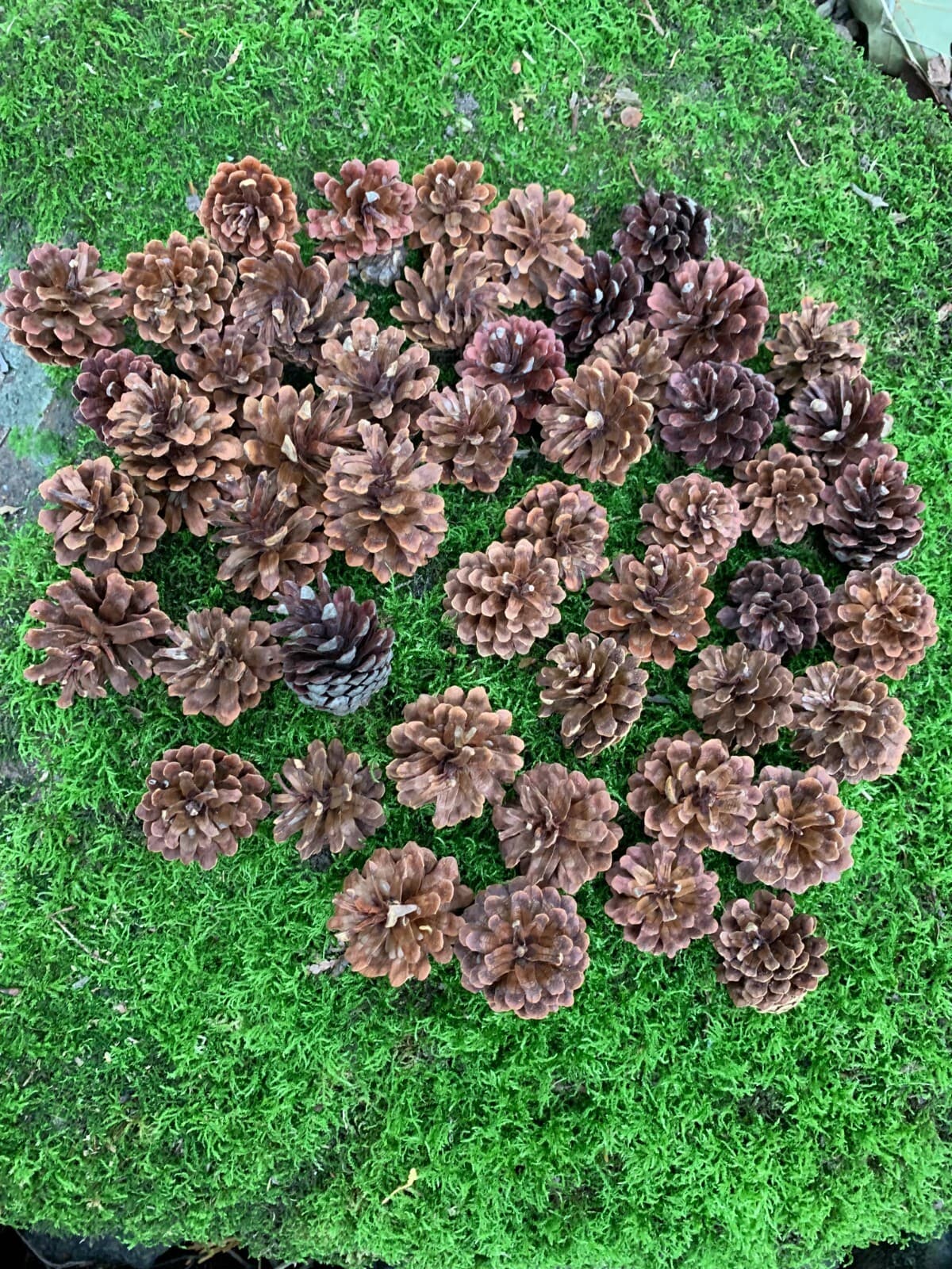 Pine Cones 50 count, Jack Pine 4