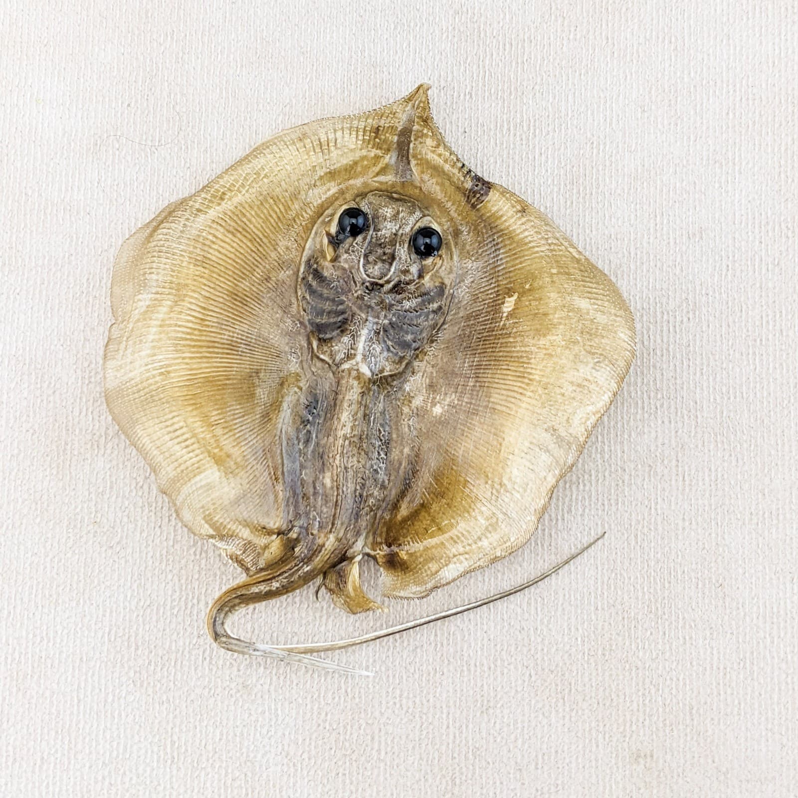 Stingray fish Ray Nautical Taxidermy Oddity Curiosity specimen craft marine 2