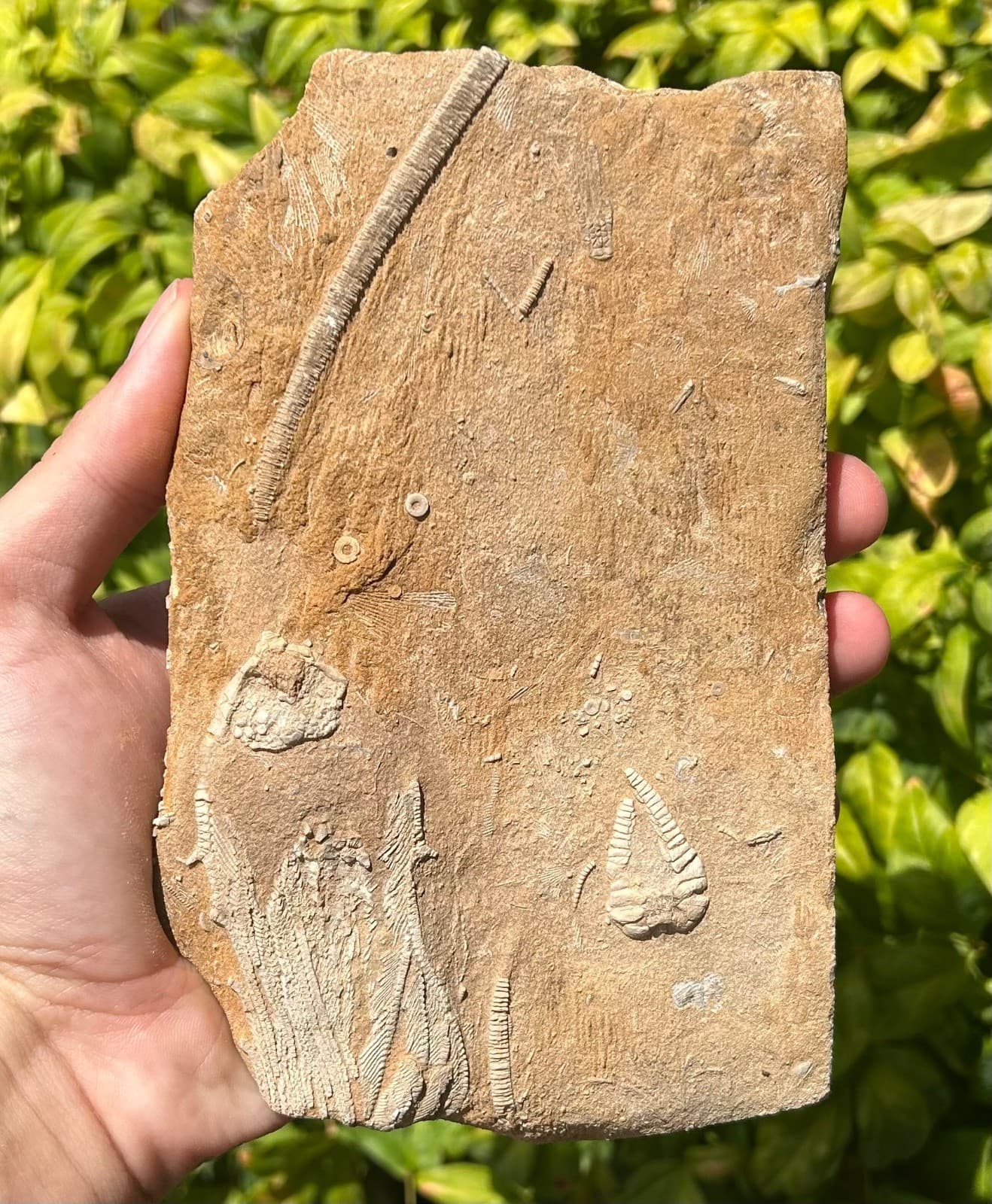 DOUBLE Fossil Crinoids in Matrix Rhopocrinus Cymbiocrinus Alabama Bangor Fm 3