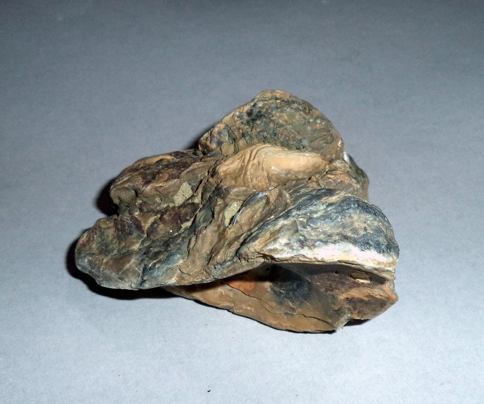 Fossil Sea Shells from Cape of Rodon, Albania. 200 gr; 80 mm. 3