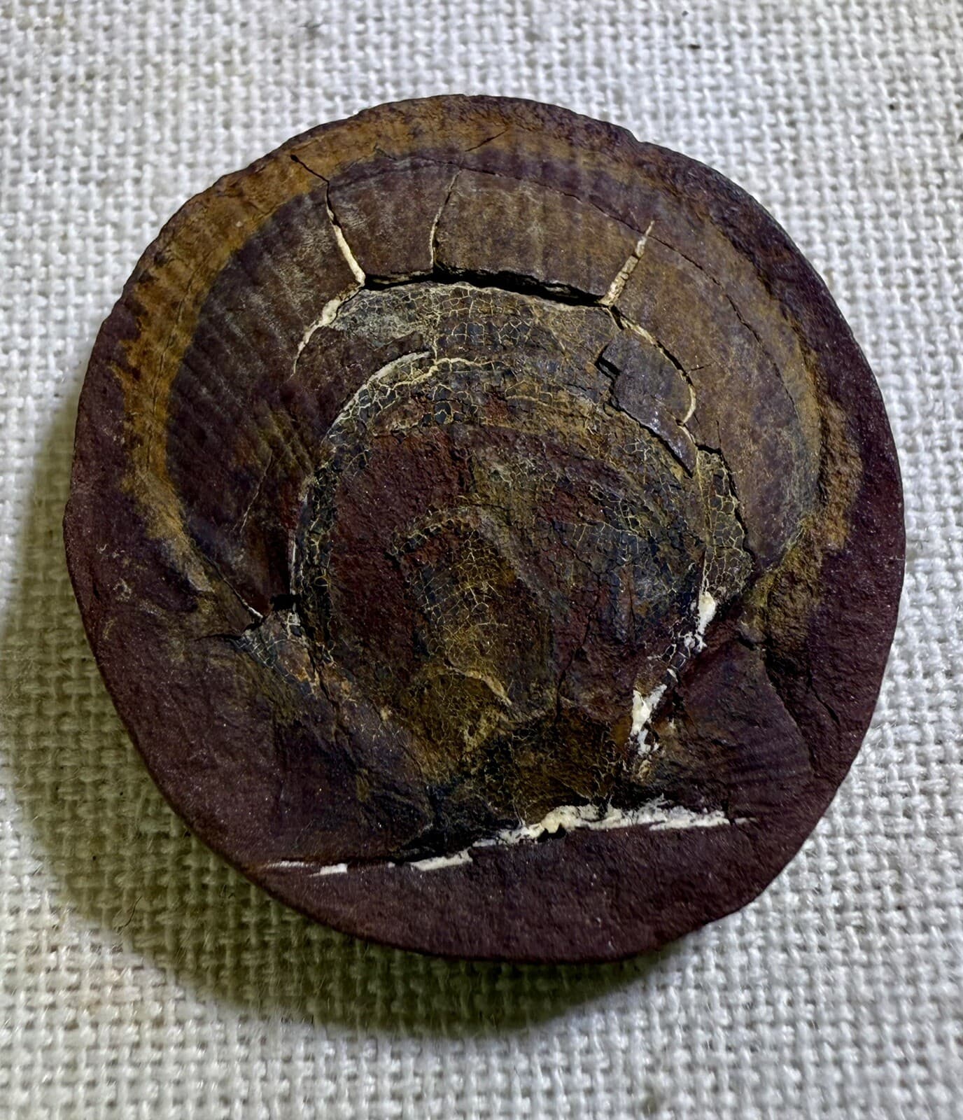 Mazon Creek Pecten Scallop Fossil - Pennsylvanian Period - Illinois - 300 MYA 3