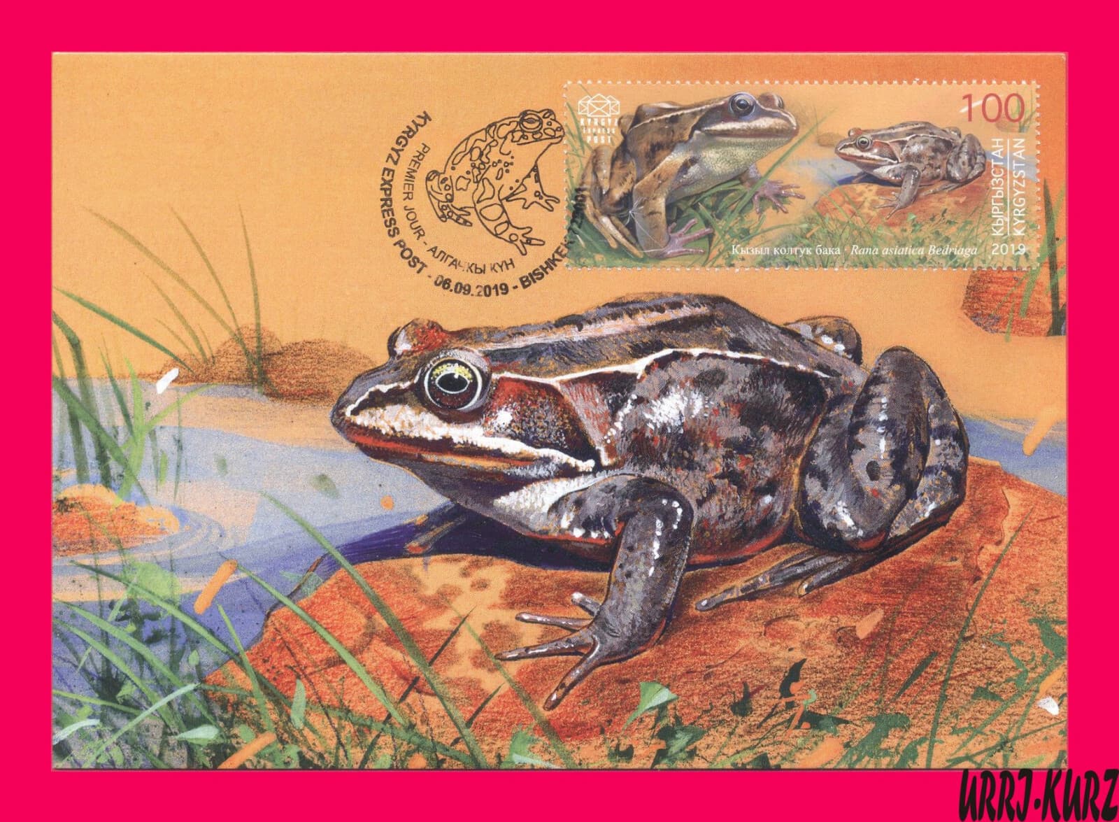 KYRGYZSTAN 2019 Nature Fauna Animal Reptile Amphibian Frog Maxicard Maximum Card