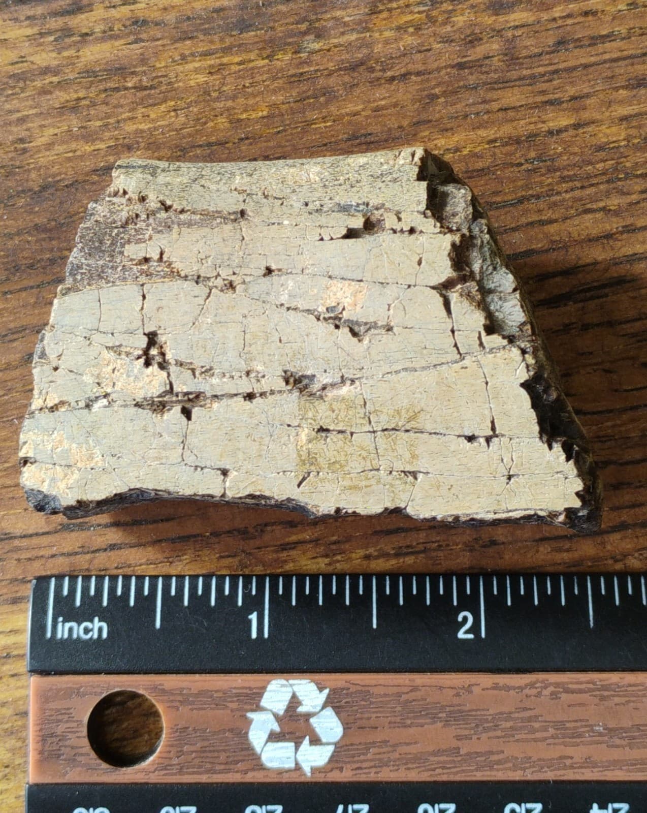 Baculite Fossil Cretaceous period Extinct Cephalopod Alberta CA