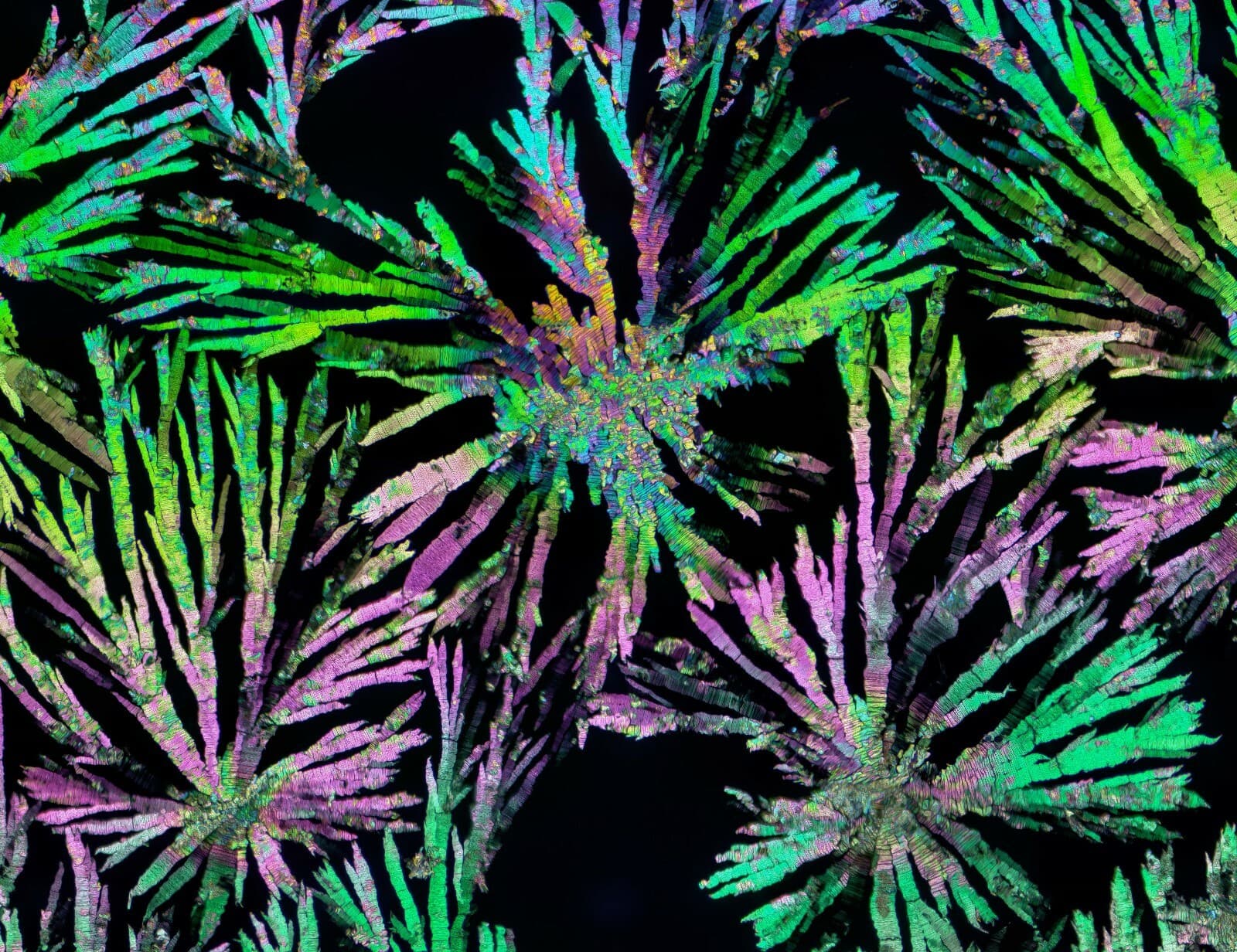 Microscope slide for polarization, THEOBROMINE 4