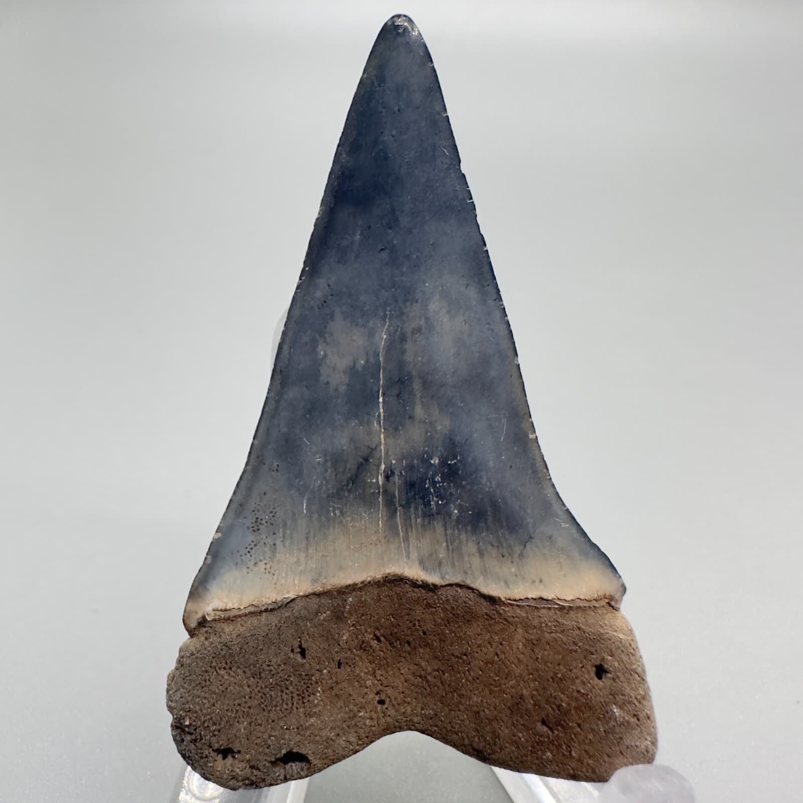 Colorful High Quality 1.99" Fossil EXTINCT MAKO Tooth - SC 4