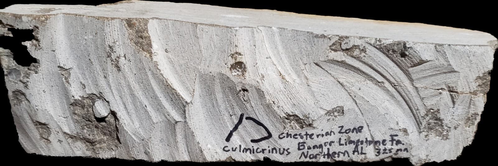 Large Fossil Crinoids on Mississippian Plate from Franklin Co,Northern  Alabama  6