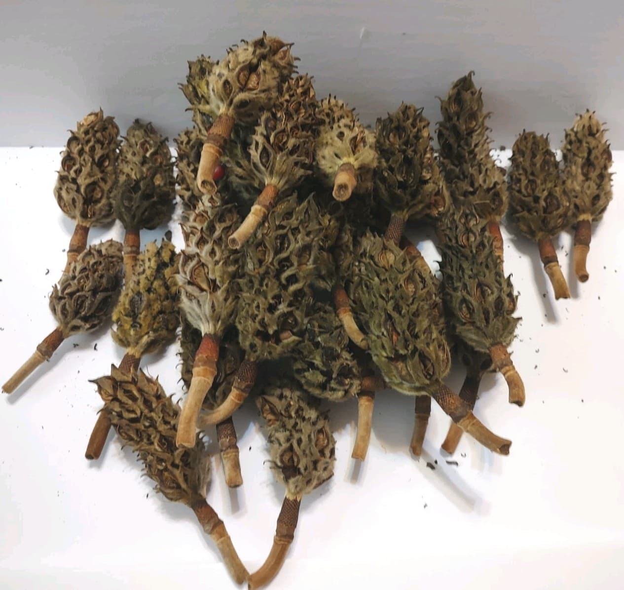 30 Natural Southern Magnolia Seed Pods Pine Cones  Craft. Receive Exact Photo.  3