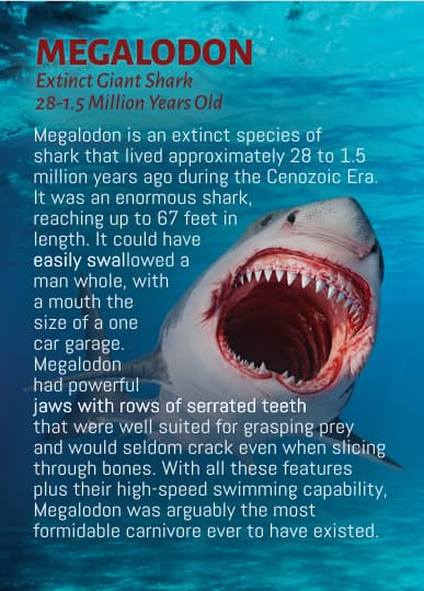 Megalodon Shark Tooth Metal Keychain (Fossil Replica) 4