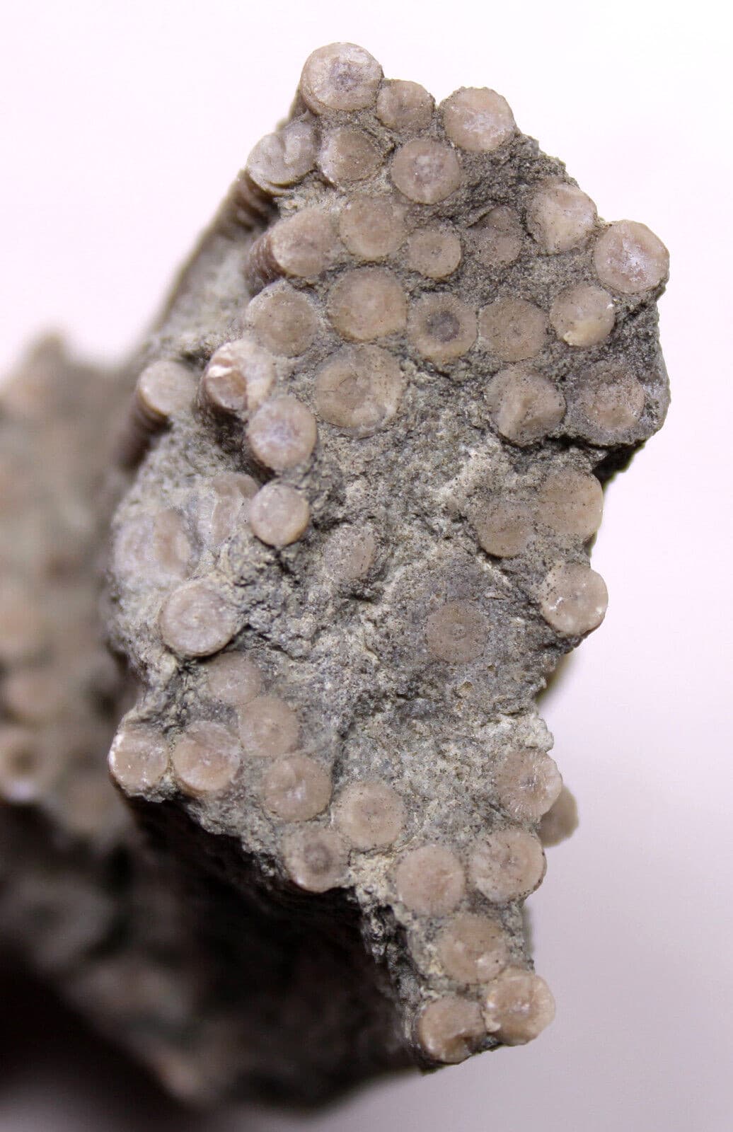 Ectenocrinus Crinoid Stem Log Jam Ordovician Fossils Kope Formation Kentucky