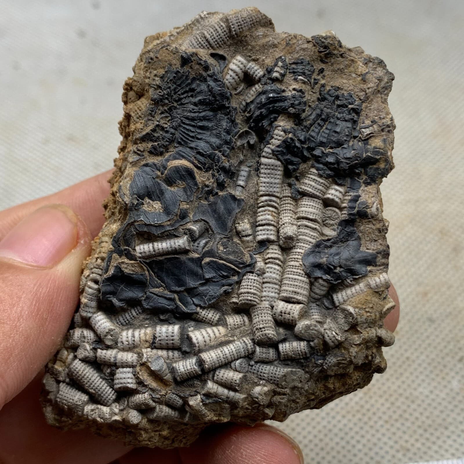 100 grams of fossils of crinoid from the Guanling Biota in Guizhou 5