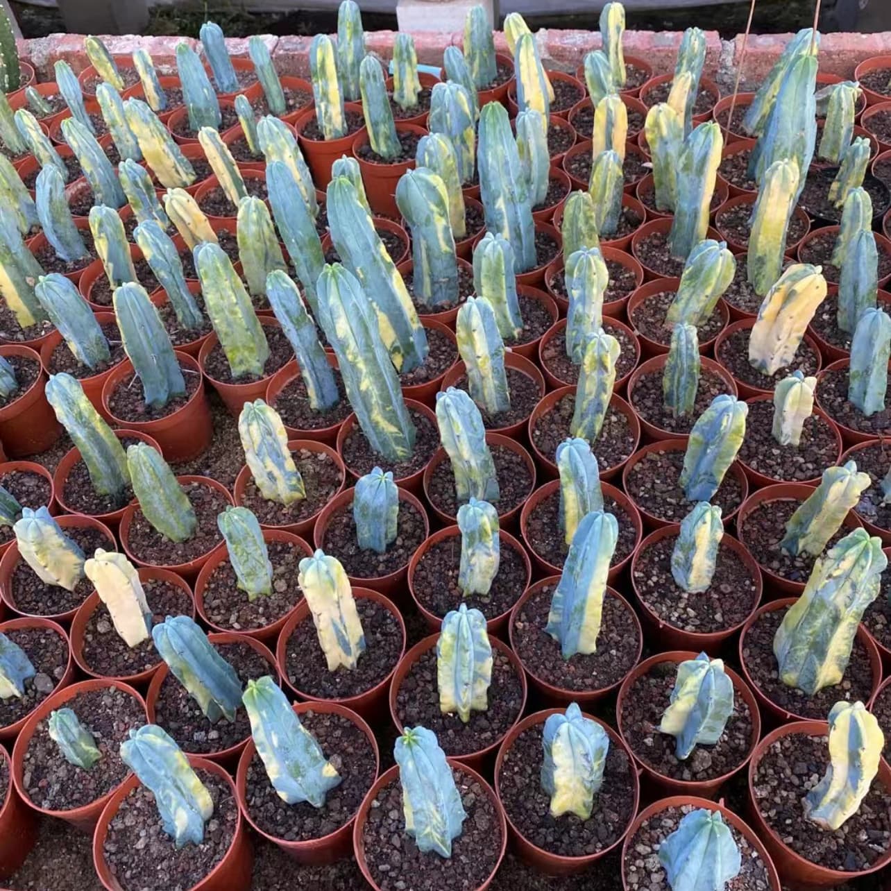 10-12cm Myrtillocactus geometrizans Variegated Succulent cactus plants 2