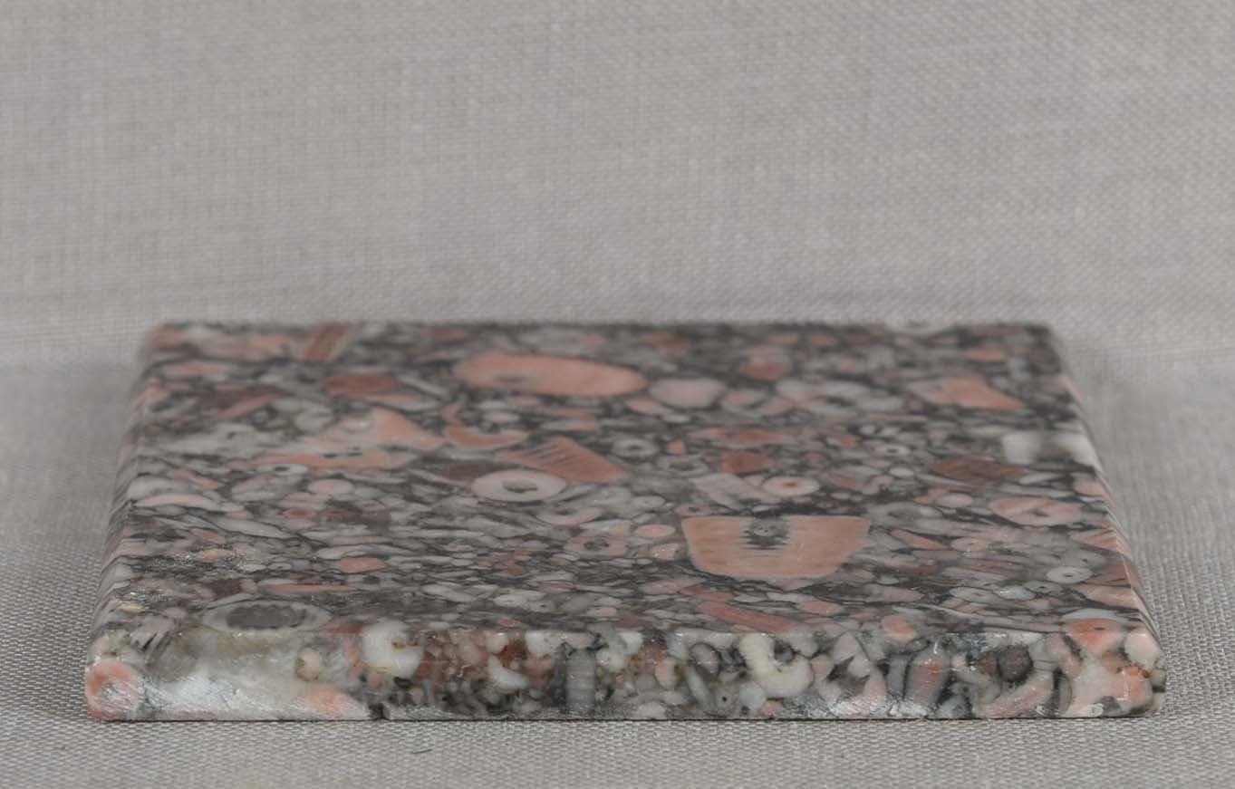 CRINOID STEM FOSSILS slab specimen 27 grams 2