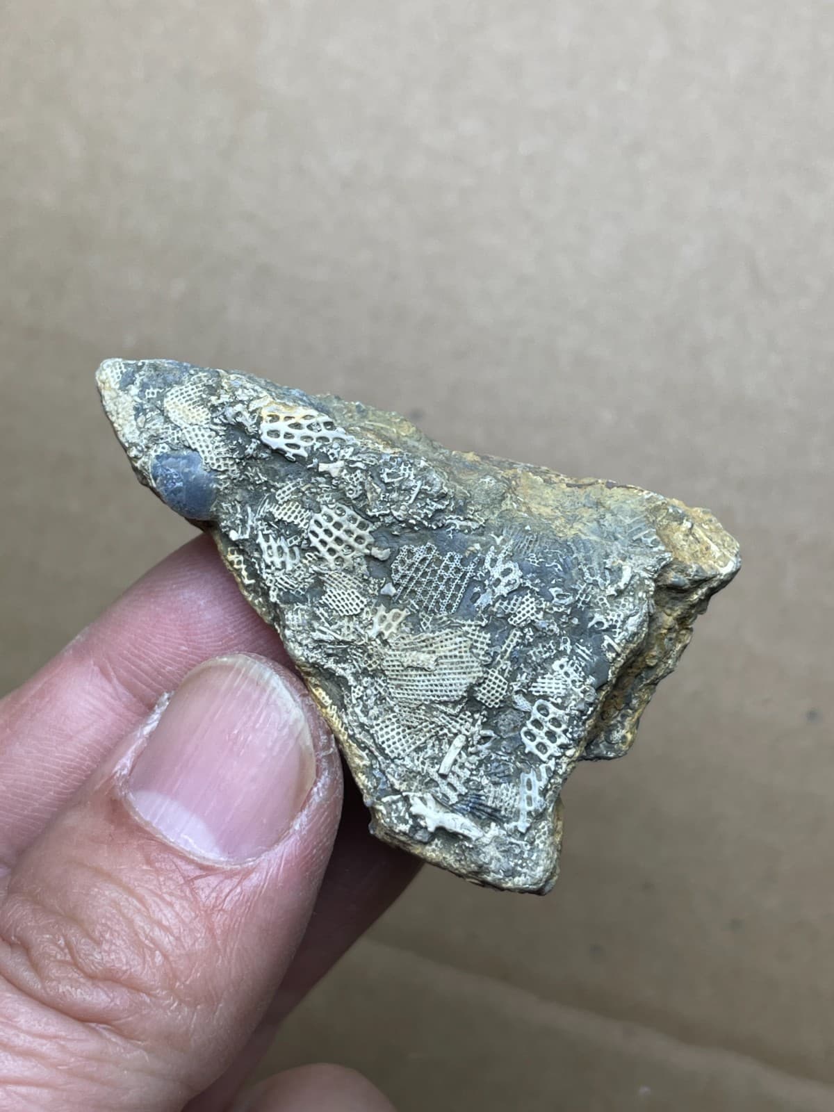 24g bryozoan Marine organisms Geologic rock specimen from Cambrian Period 4