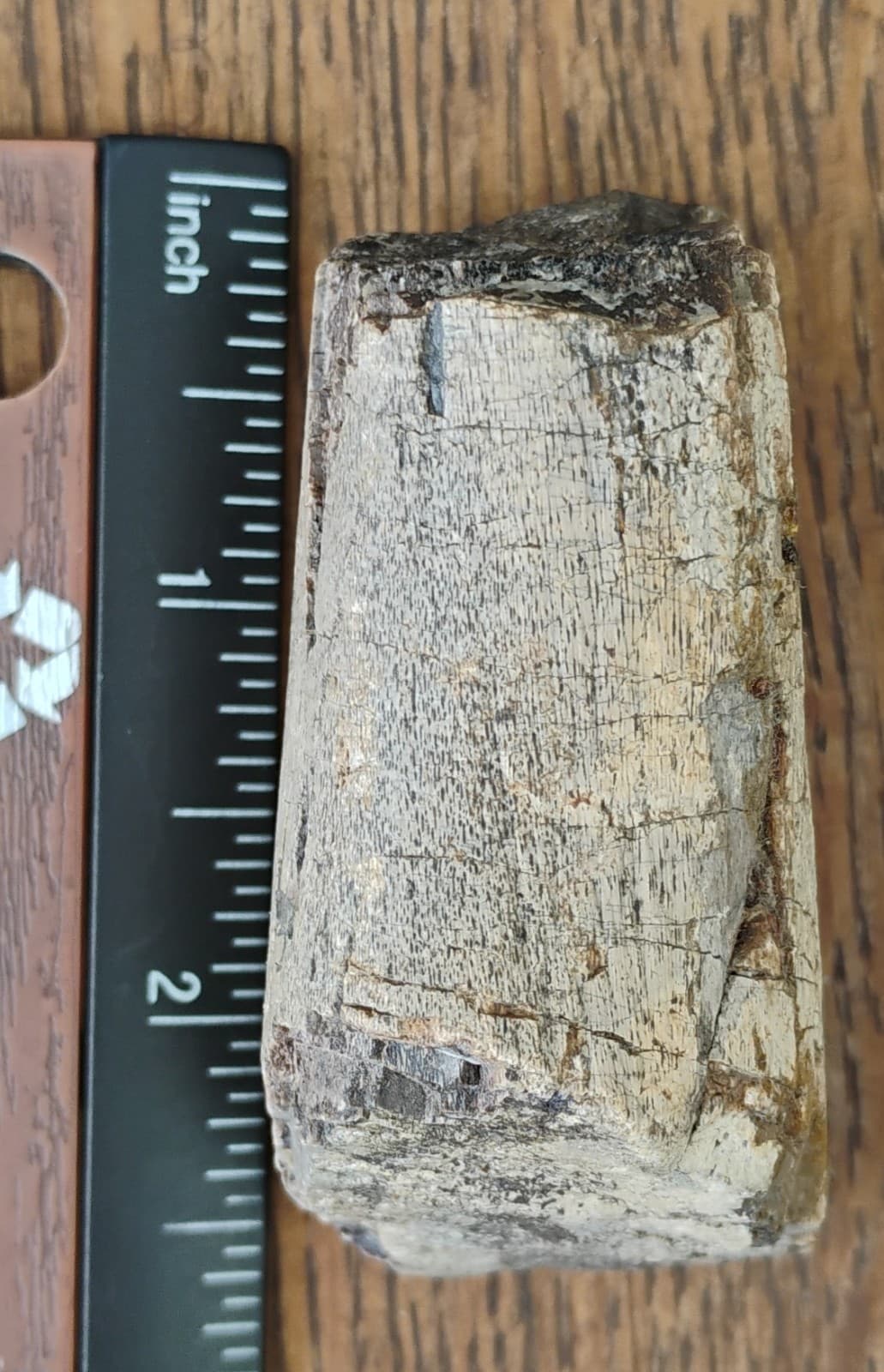 Baculite Fossil Cretaceous period Extinct Cephalopod Alberta CA 4