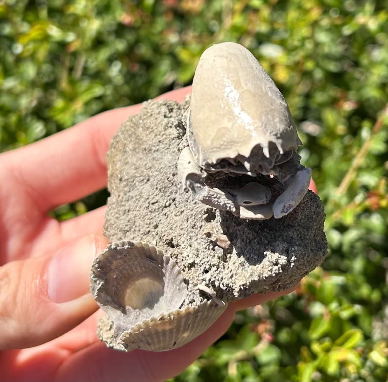 Florida Fossil Crab in Matrix Ranilia muriceta Pliocene Age Crustacean Rare 2