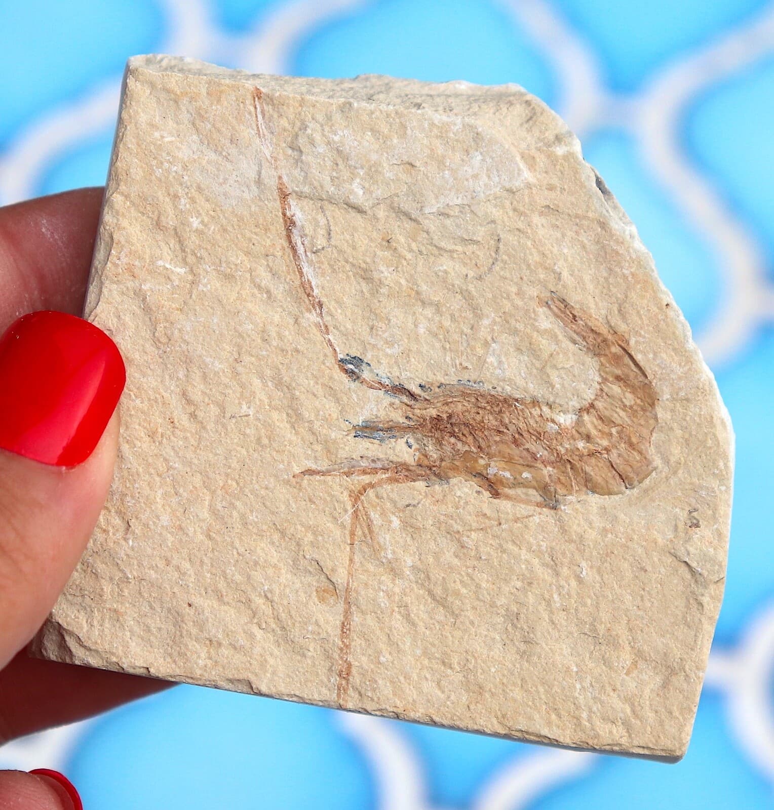 Fossil Shrimp From Solnhofen Germany - 150 MILLION YRS OLD JURASSIC 6.3 Cm's 3