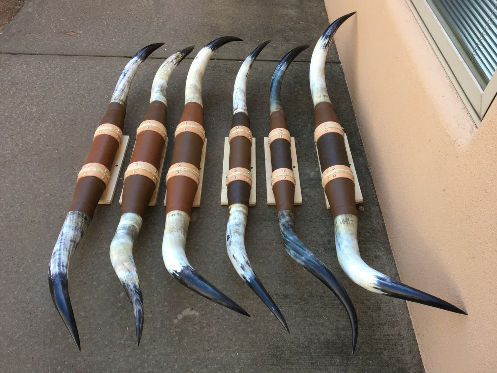 MOUNTED STEER HORNS  6 feet  to 6 feet 4" LONGHORN POLISHED MOUNT BULL COW 2