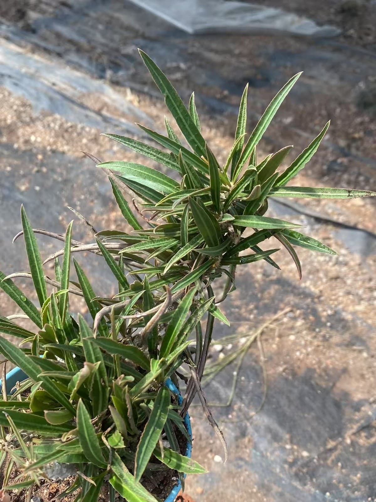 Rareplant Succulent Euphorbia waringiae OwnRoot Garden Décor Boutique