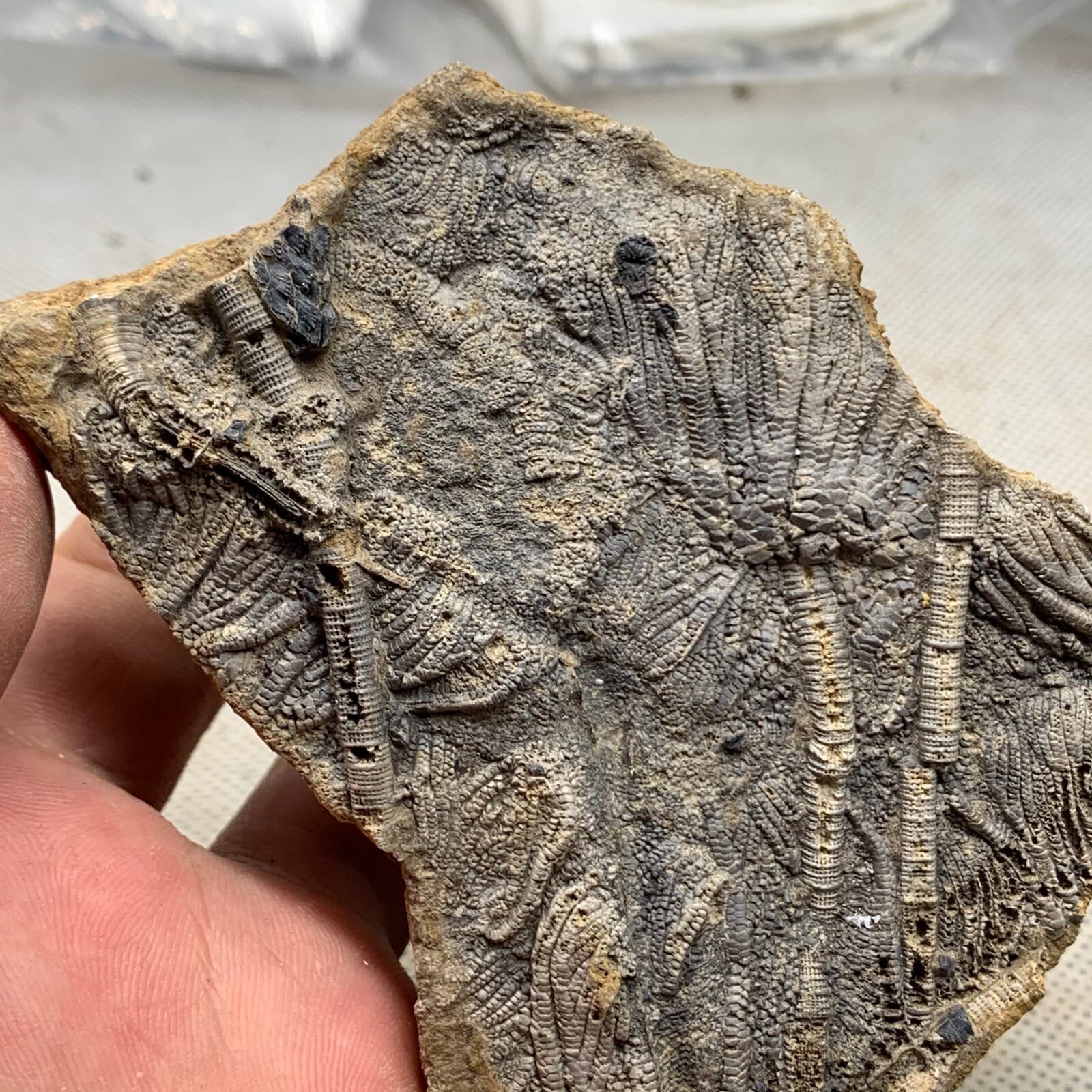 120 grams of fossils of crinoid from the Guanling Biota in Guizhou 2