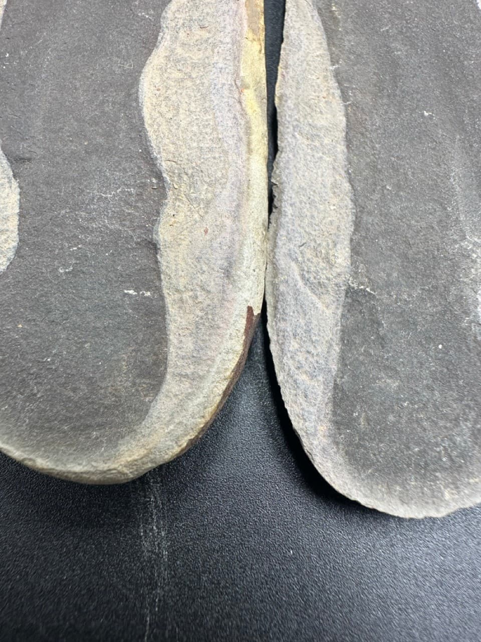 Tullimonstrum gregarium fossil - Carboniferous - Illinois - counter slab - rare 5