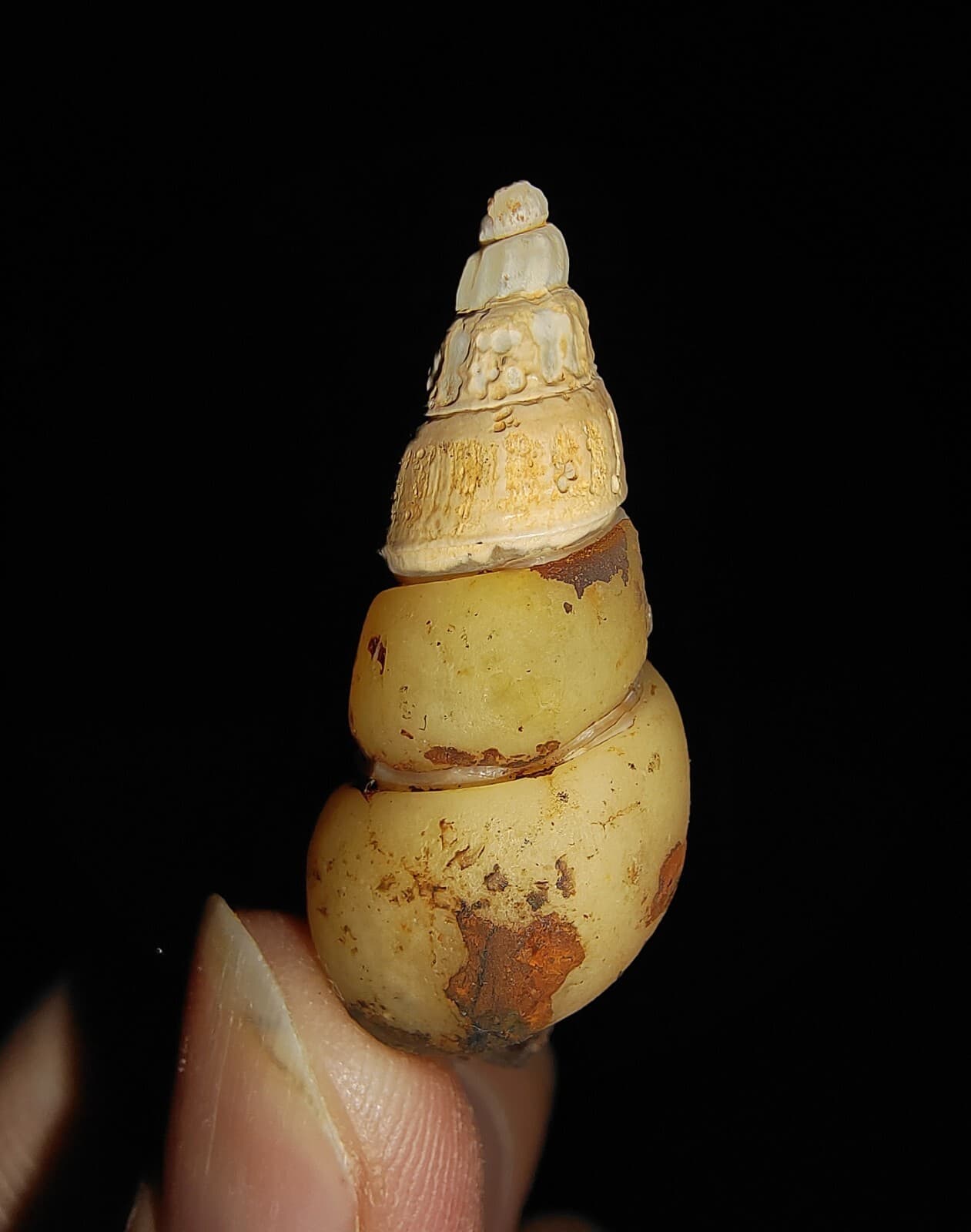SEA SHELL FOSSIL, GASTROPODA, THIARIDAE, FROM JAVA, INDONESIA, 35MM 2