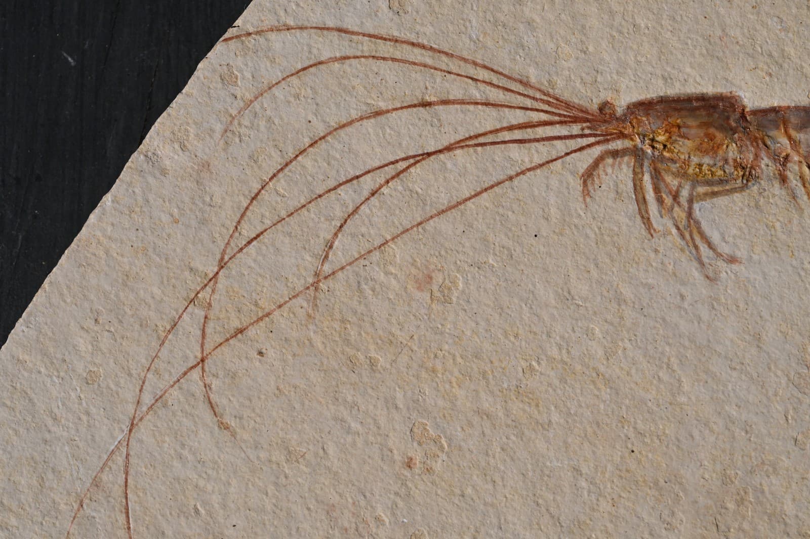 Fossil Solnhofen Shrimp- Antrimpos- Great Detail!! 4