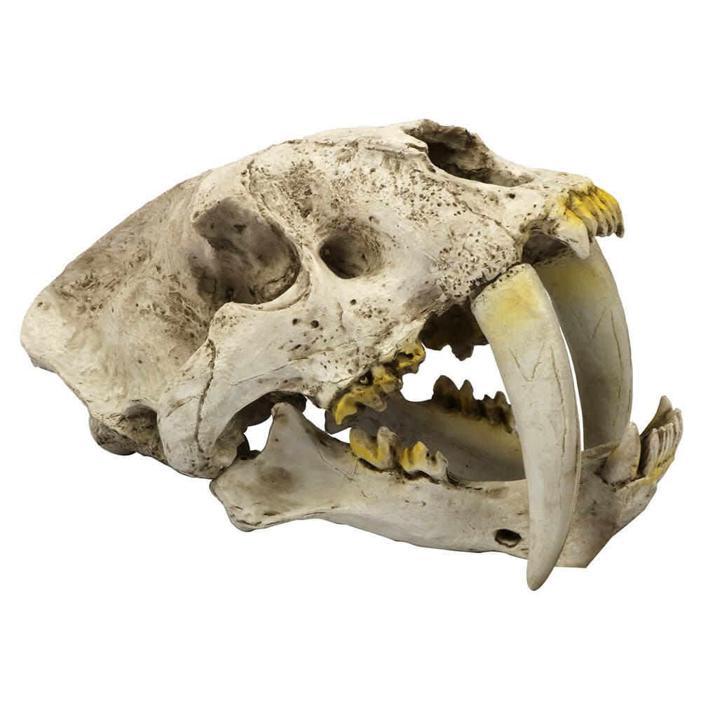 Smilodon Saber Toothed Tiger Skull 1:1 Replica Skull Resin Skull Model 4
