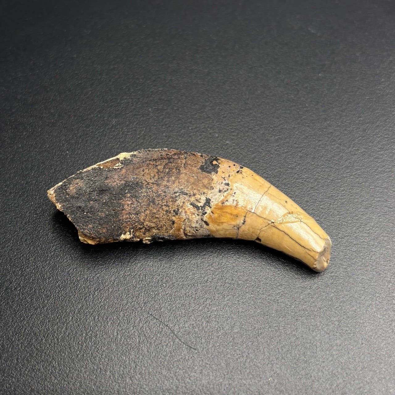 Rare Fossil Tooth - Amphicyon giganteus - Miocene “Bear-Dog” - Bosnia - 6 cm