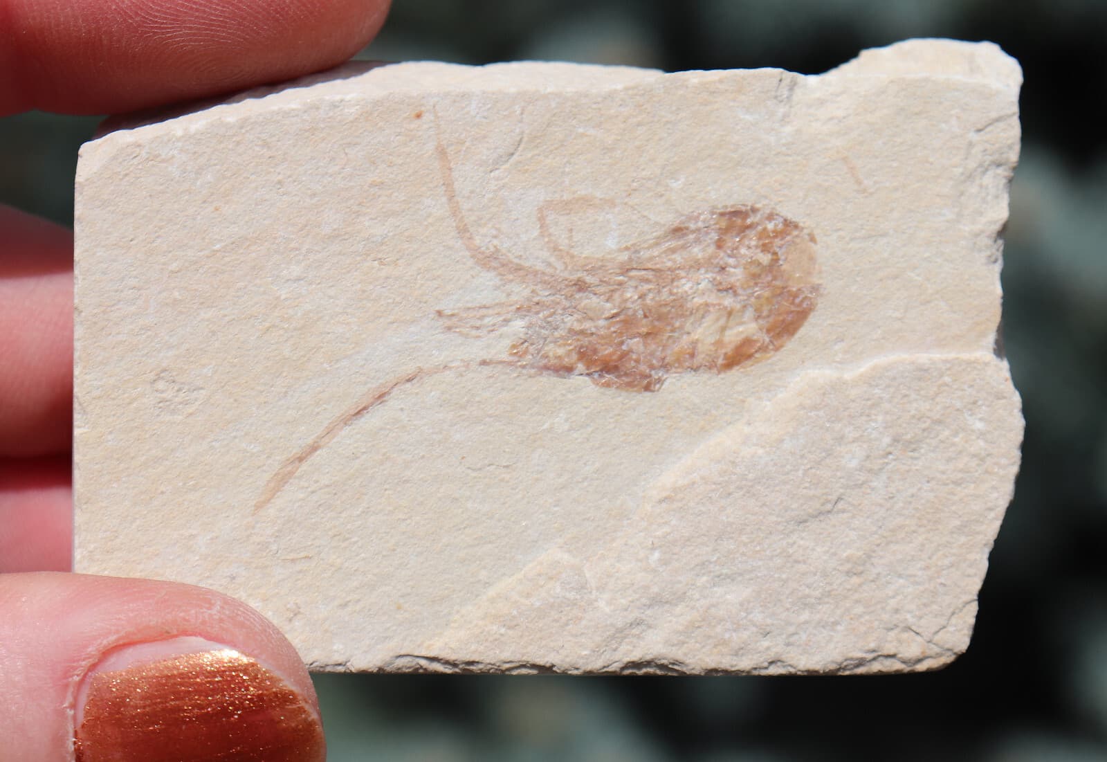 Jurassic Fossil Shrimp Solnhofen Germany    Well Preserved History  6.7 Cm's 4