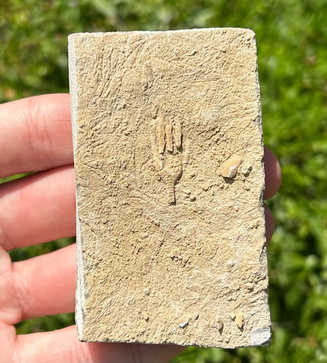 Fossil Crinoid in Matrix Phacelocrinus with Stem Alabama Bangor Limestone Fm 2