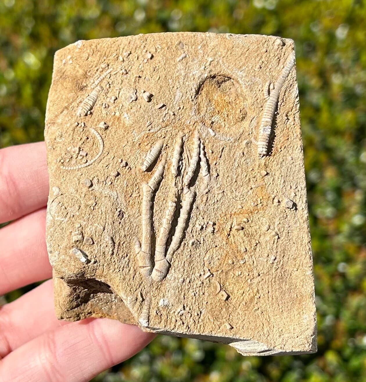 NICE Fossil Crinoid in Matrix Aphelecrinus randolphensis Alabama Bangor Fm  2