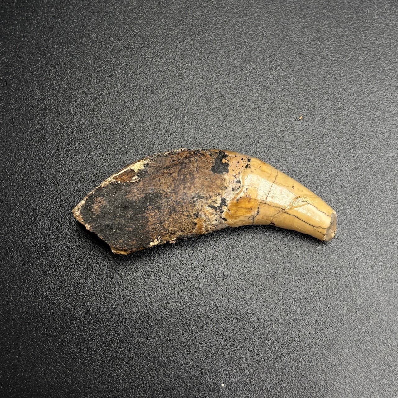 Rare Fossil Tooth - Amphicyon giganteus - Miocene “Bear-Dog” - Bosnia - 6 cm 3