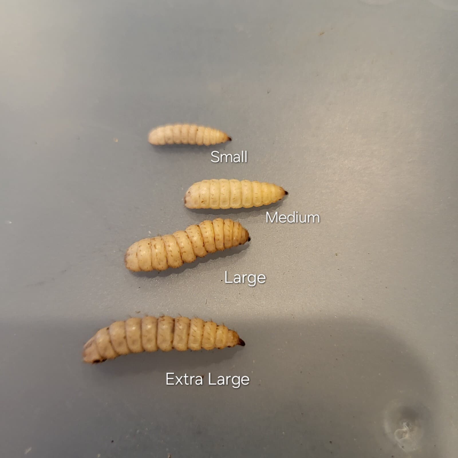 LIVE Black Soldier Fly Larvae (120, 250, 500) 4