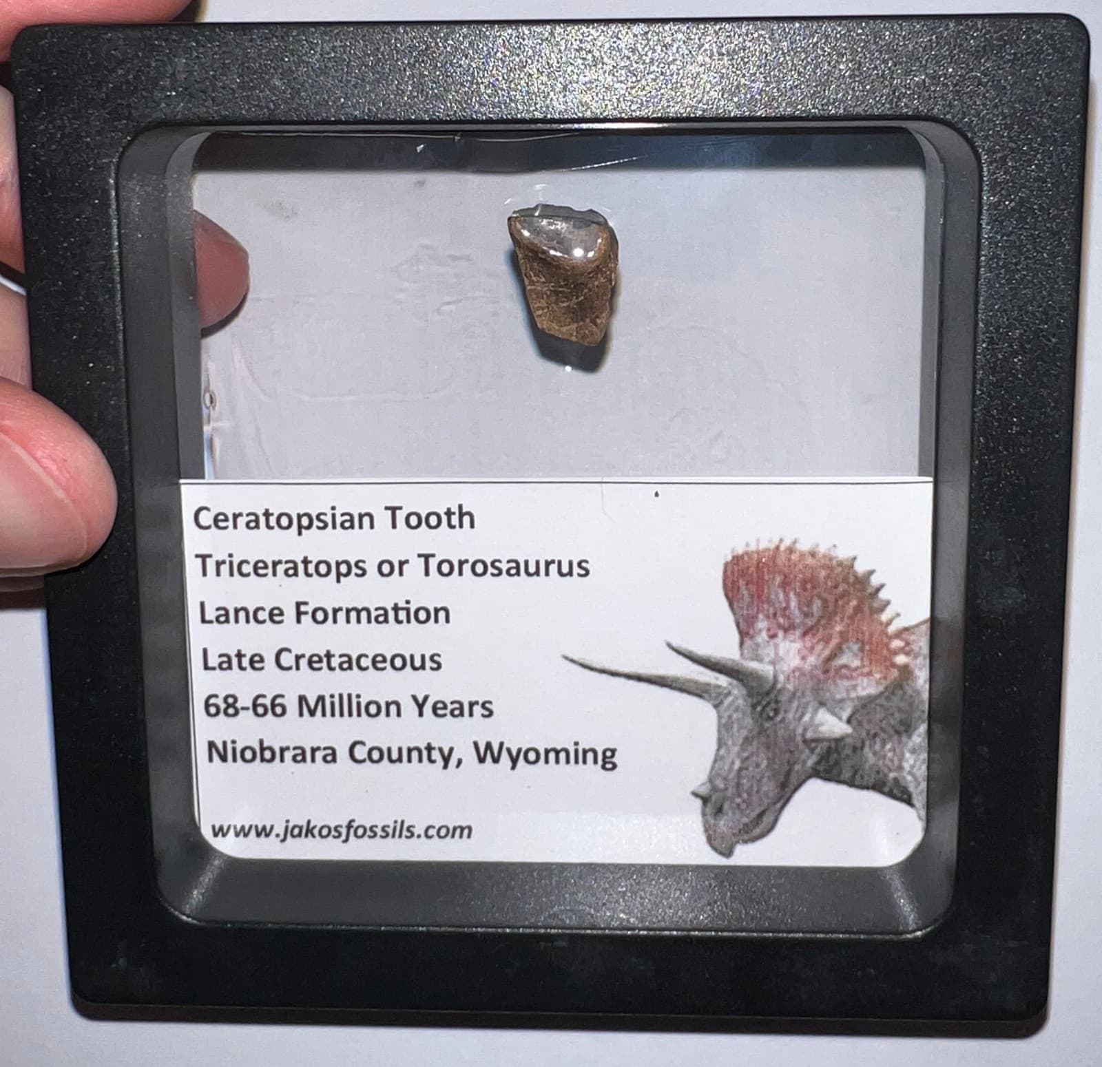 FRAMED TRICERATOPS or TOROSAURUS Fossil Dinosaur Tooth Lot! One per Order! 3