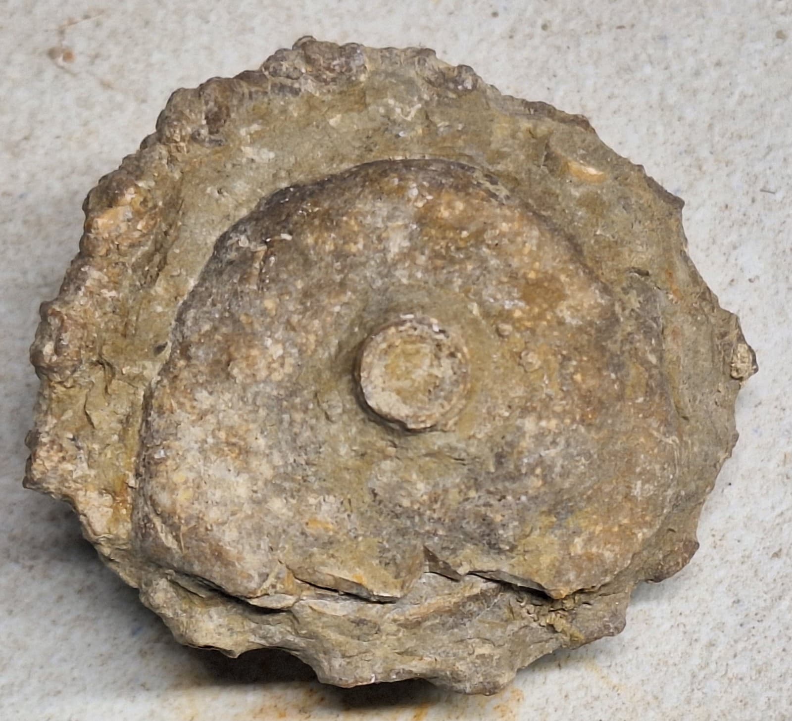 Crinoid Head -Calyx - Sea Lily Fossil In Limestone Devonian Michigan 2
