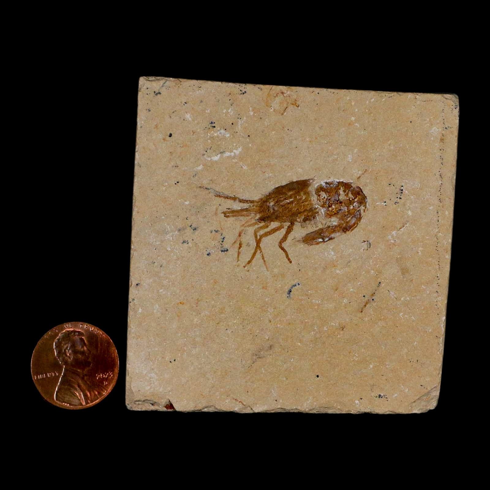 1.4" Fossil Shrimp Carpopenaeus Cretaceous Age 100 Mil Yrs Old Lebanon COA 3