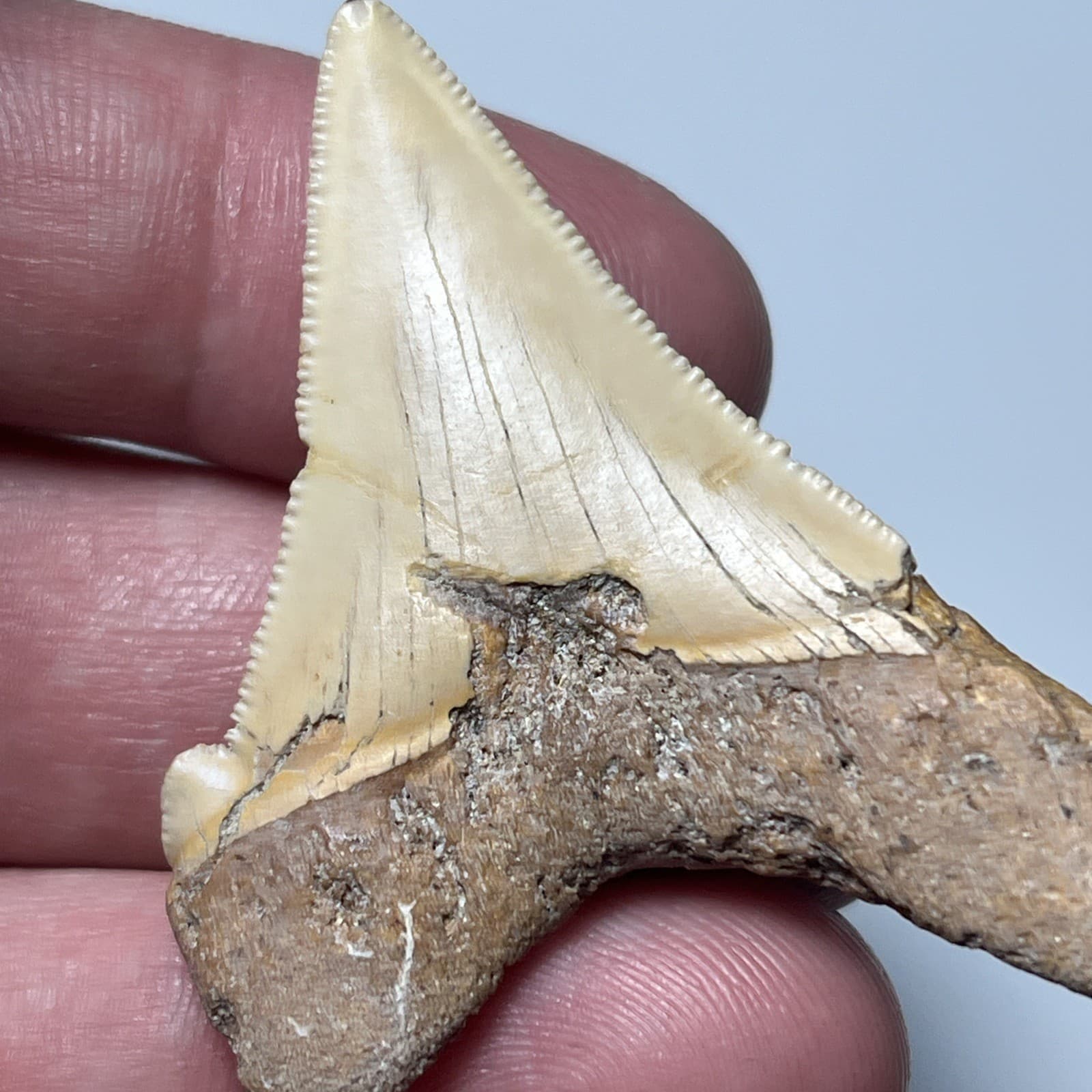 2.05” FEEDING DAMAGE ANGUSTIDENS SHARK TOOTH FOSSIL SUMMERVILLE, SC 6