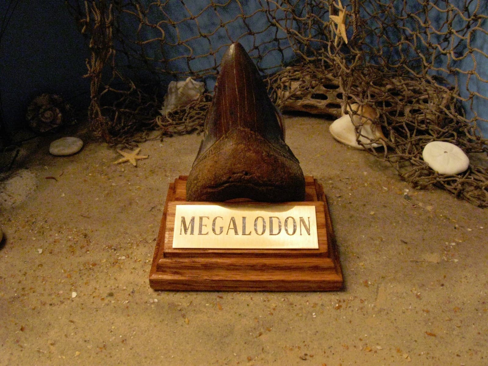 MEGALODON SHARK TOOTH 4" FOSSIL DISPLAY STAND ENGRAVED PLAQUE Tooth Not Included 2