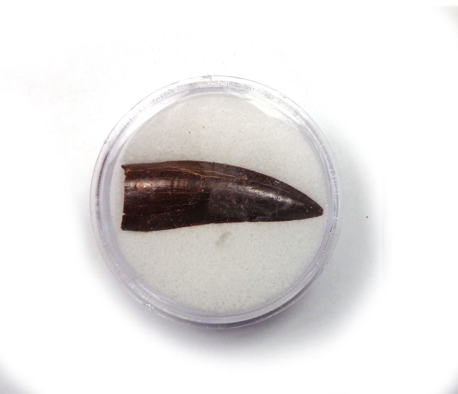 NEW! Excellent dino tooth, Late Cretaceous, Turonian, 90 ma, Uzbekistan #19 5