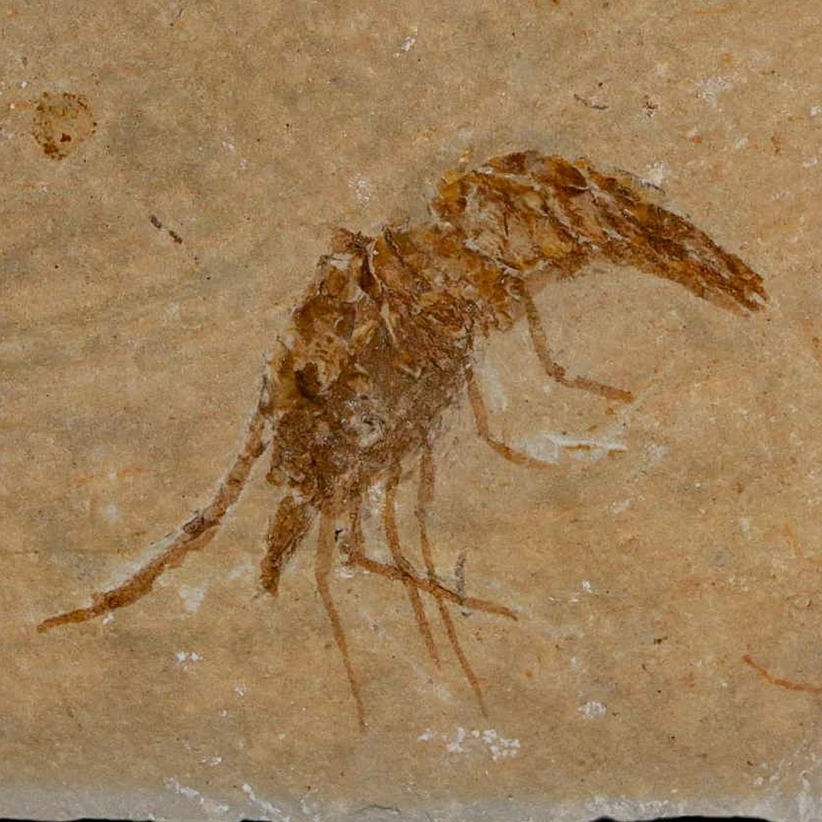 1.6" Fossil Shrimp Carpopenaeus Cretaceous Age 100 Mil Yrs Old Lebanon COA