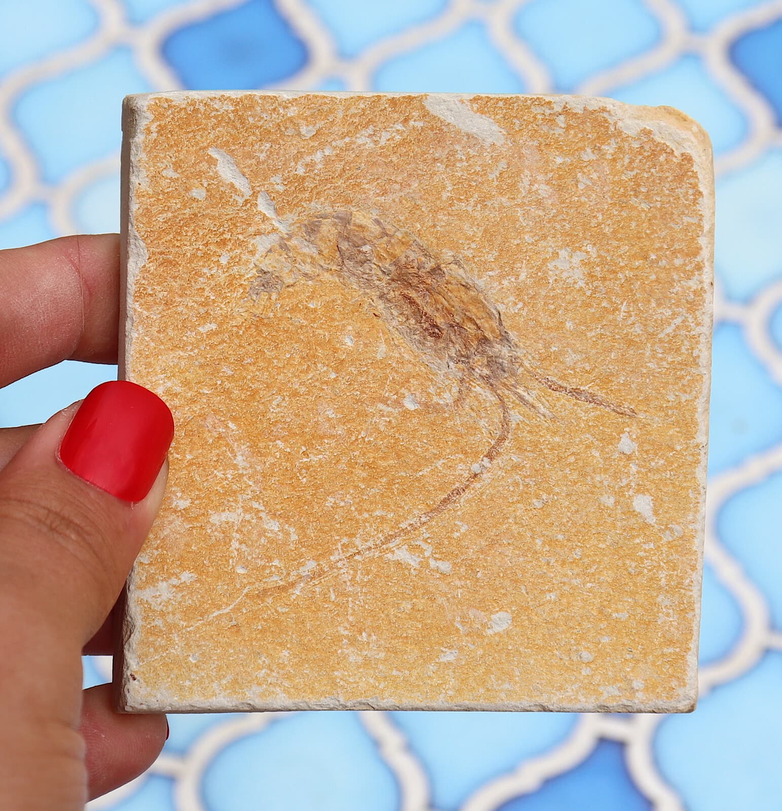 Fossil Shrimp Solnhofen Germany   Jurassic   Well Preserved History  8.2 Cm's 3