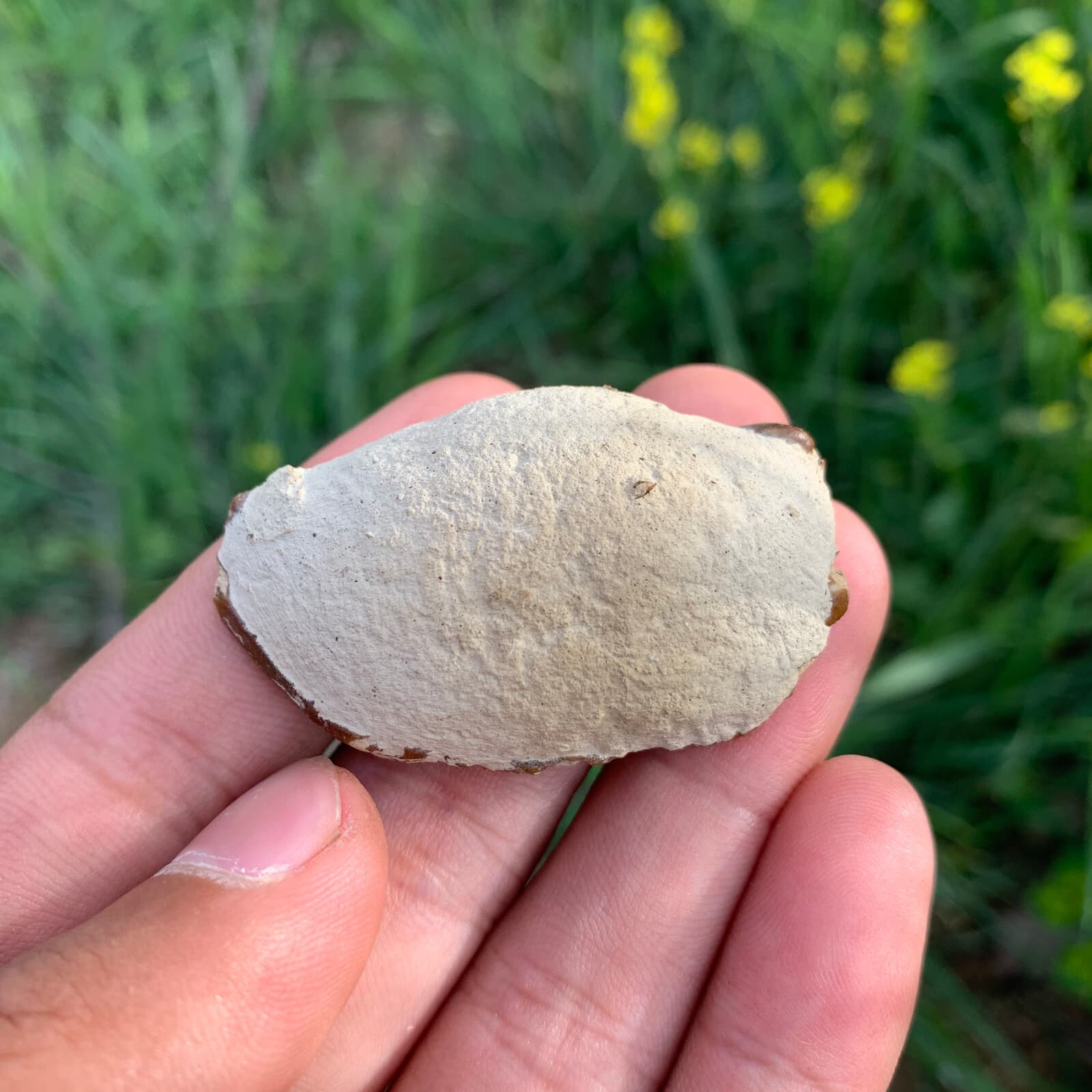 Jurassic Crab Fossils Dinosaur Age 5