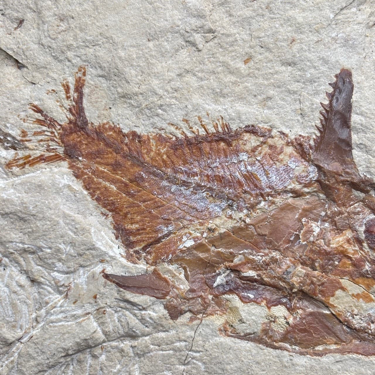 Joinvillichthys kriweti fossil fish - Late Cretaceous Cenomanian, Lebanon - 7cm 5