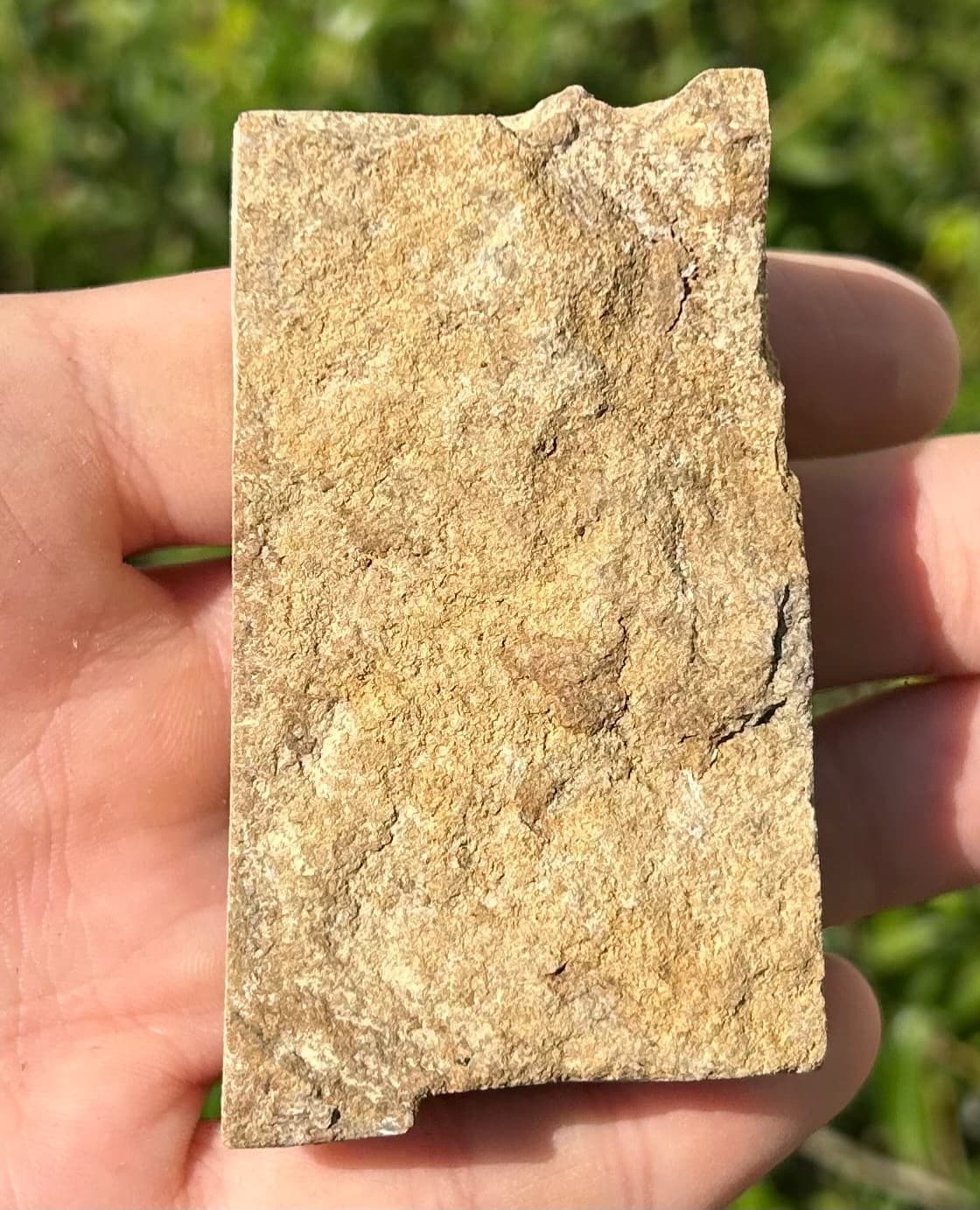 Rare Fossil Crinoid in Matrix Pachylocrinus Alabama Bangor Limestone Formation 6