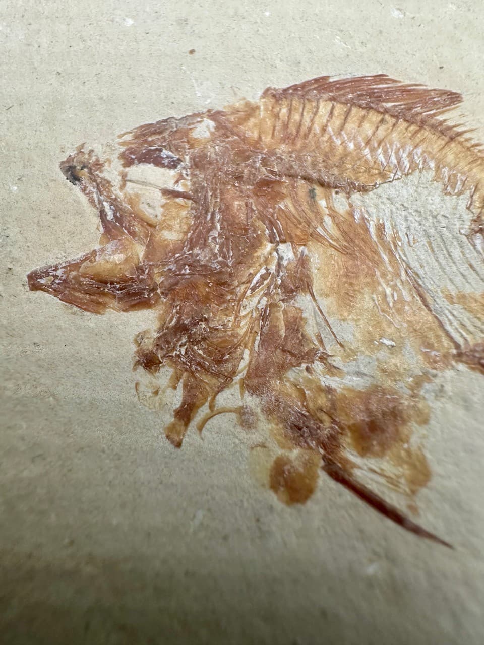 Stichopteryx lewisi fossil fish (A+B) - Late Cretaceous Lebanon - Haquel Sannine 6