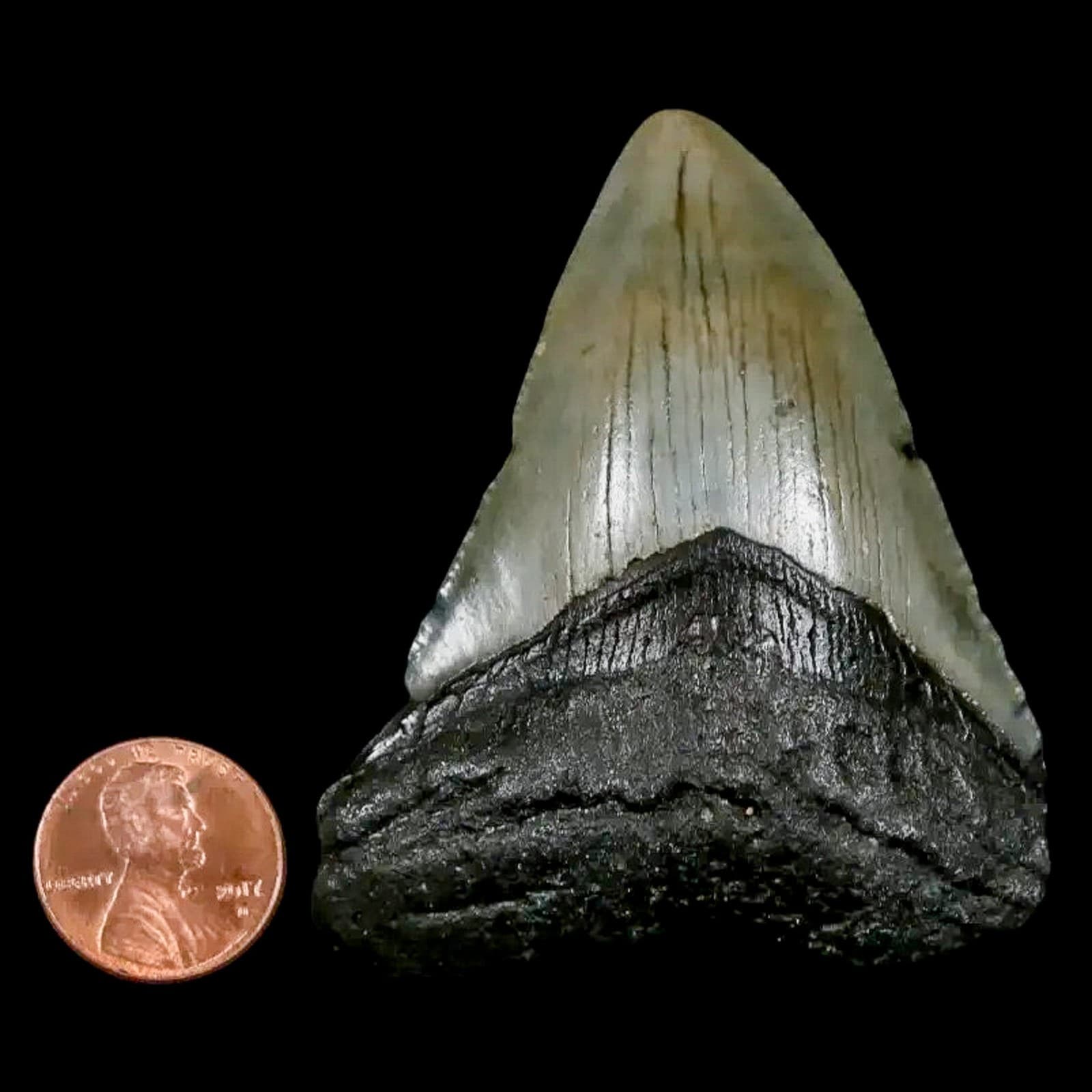 2.7" Quality Megalodon Shark Tooth Serrated Fossil Natural Miocene Age COA 3