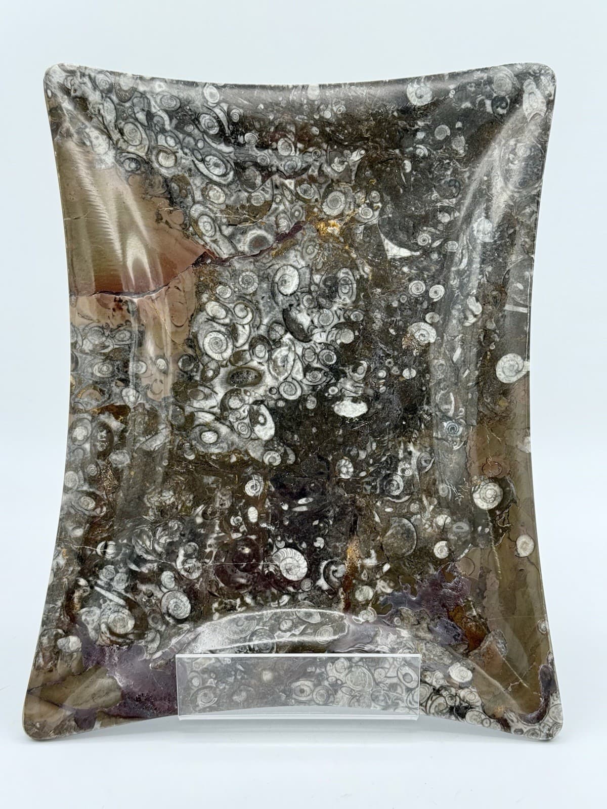 11.5”x9” Hand Carved Fossil Plate Orthoceras & Ammonite Fossil 400 Mil Yrs.