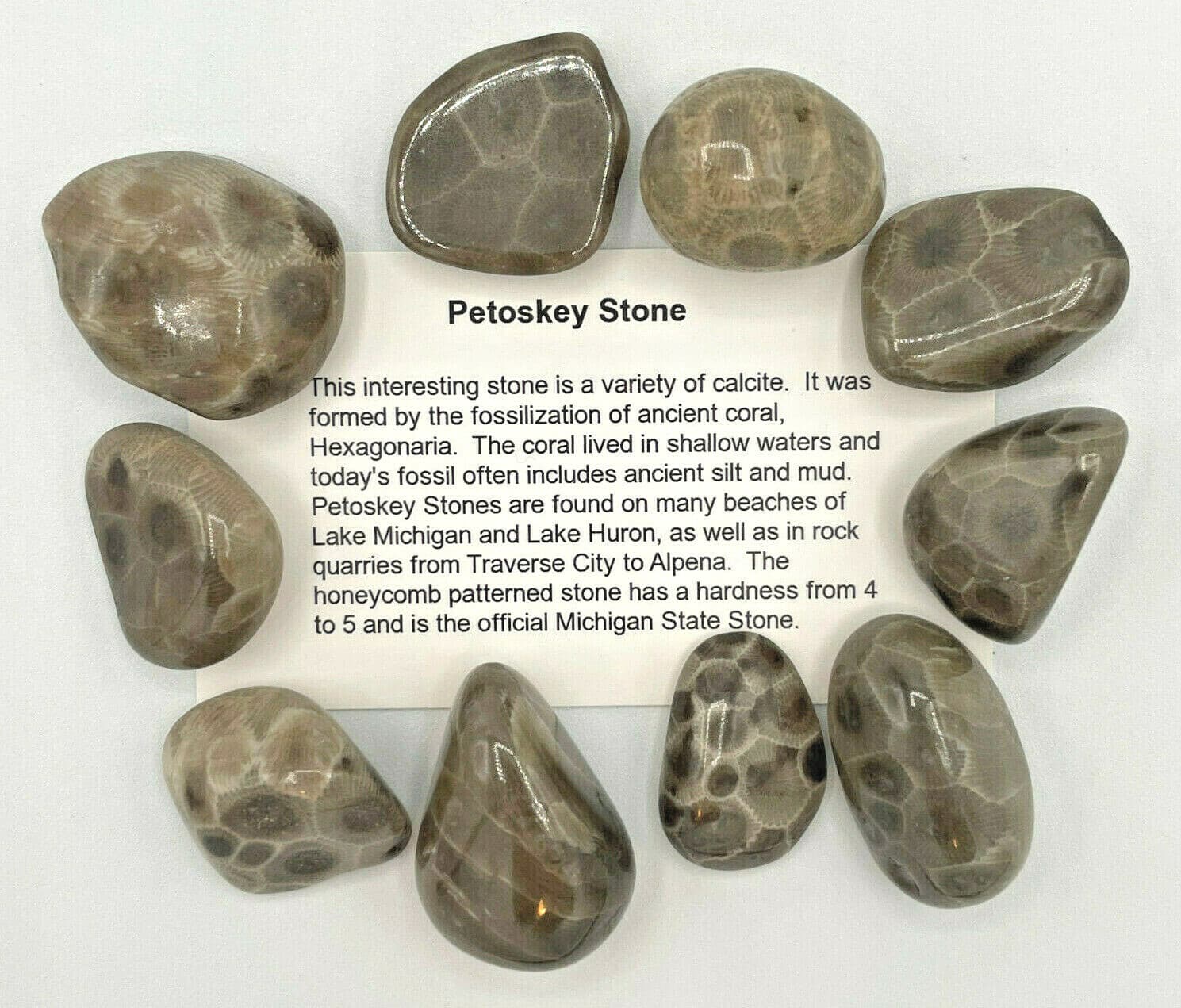 ***GREAT PRICE*** A SET OF 4 PETOSKEY STONES - BELOW RETAIL PLUS FREE SHIPPING! 6