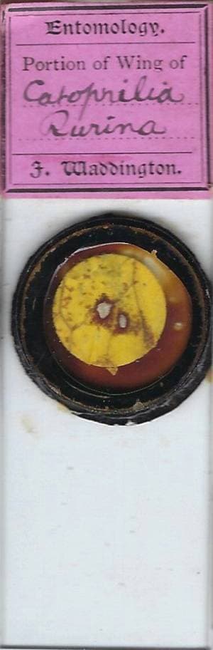 Tailed Sulphur Butterfly (Catopsilia rurina) Wing Microscope Slide by Waddington